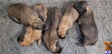 belgian malinois puppy posted by Highlander Bluff K9
